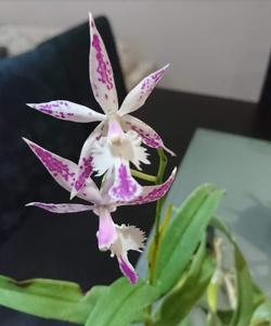 Bardendrum Wild Thing