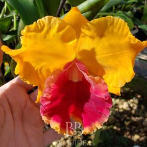 Rhyncholaeliocattleya Chan Hsiu Gold