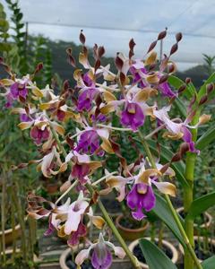 Dendrobium Ong Boh Lee