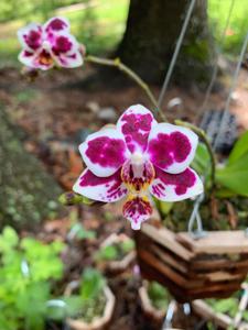 Phalaenopsis Chiada Stacy