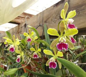 Catyclia Serena's Tinkerbell