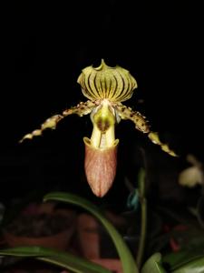 Paphiopedilum Jogjae