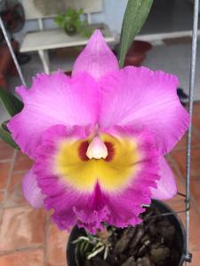 Rhyncholaeliocattleya Haadyai Delight-Mahina Yahiro