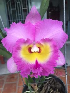 Rhyncholaeliocattleya Haadyai Delight-Mahina Yahiro