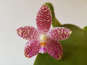 Phalaenopsis Germaine Vincent-gigantea