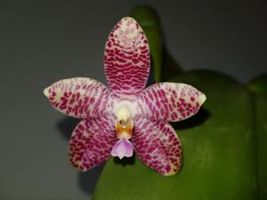 Phalaenopsis Germaine Vincent-gigantea