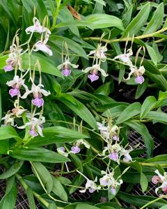 Dendrobium Jumbo Bunny