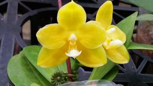 Phalaenopsis Zheng Min Quartz