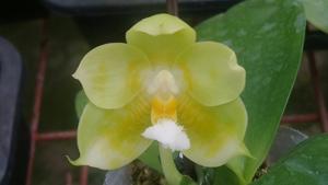 Phalaenopsis Zheng Min Quartz