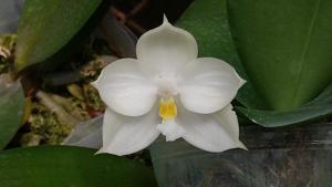 Phalaenopsis Zheng Min Quartz