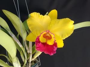 Rhyncholaeliocattleya Chunyeah