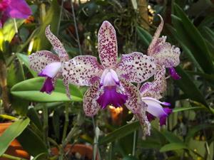 Cattleya Penny Kuroda (Caudebec Gp)