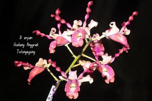 Dendrobium Oryen