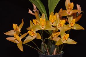 Lycaste Jason