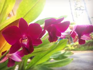 Dendrobium Red Bull