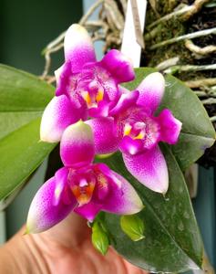 Phalaenopsis Vio Vio