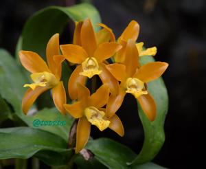 Cattlianthe Chocolate Drop