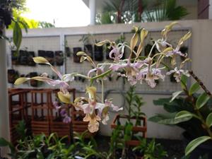 Dendrobium antennatum-discolor