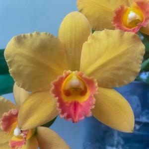 Rhyncholaeliocattleya Big Bang FCA