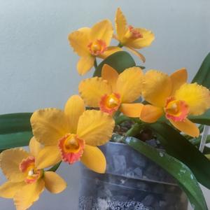 Rhyncholaeliocattleya Big Bang FCA