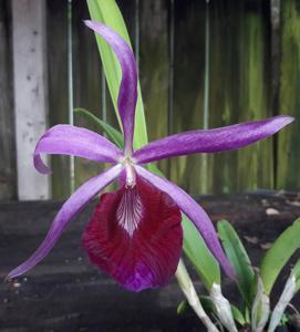 Brassocattleya Playa Chuao