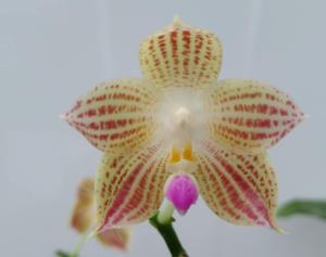 Phalaenopsis Yaphon Gelb Javanica