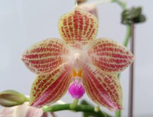 Phalaenopsis Yaphon Gelb Javanica