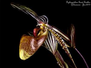 Paphiopedilum Saint Swithin