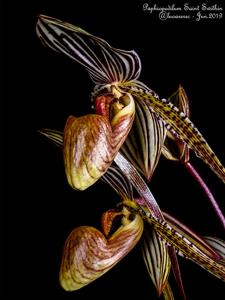 Paphiopedilum Saint Swithin