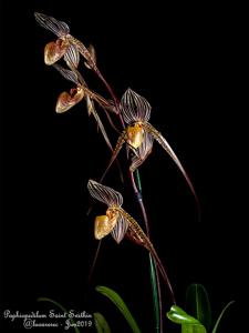 Paphiopedilum Saint Swithin