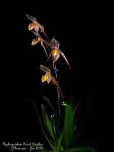 Paphiopedilum Saint Swithin