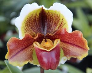 Paphiopedilum Royal Anthem