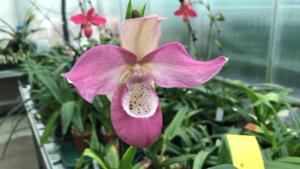 Phragmipedium Ecuagenera Dream