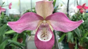 Phragmipedium Ecuagenera Dream