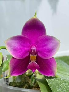 Phalaenopsis Samera