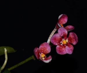 Sarcochilus Dragon's Fire