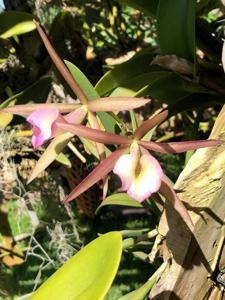 Brassocattleya Hamlyn's Magic