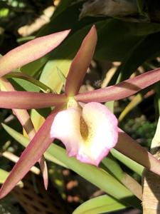 Brassocattleya Hamlyn's Magic