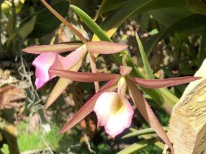 Brassocattleya Hamlyn's Magic