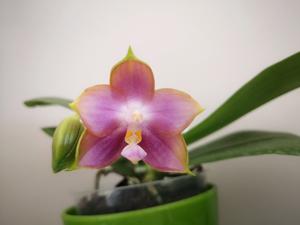 Phalaenopsis Mituo Reflex Dragon