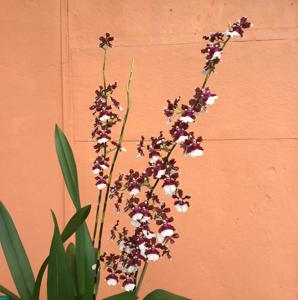 Oncidium Aka Baby