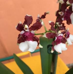 Oncidium Aka Baby