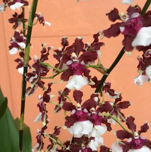 Oncidium Aka Baby