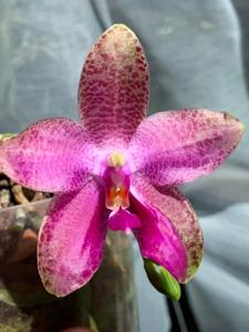 Phalaenopsis Gigabell