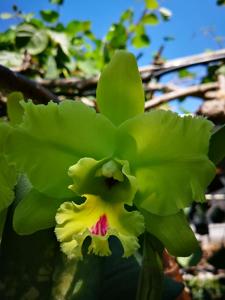 Rhyncholaeliocattleya Magic Meadow