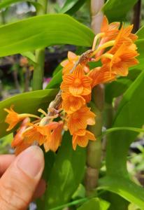 Dendrobium Tien-Cheng Kitty