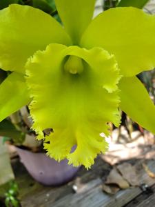 Rhyncholaeliocattleya Ports of Paradise