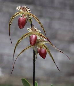 Paphiopedilum Lady Isobel