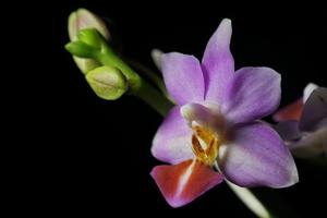 Phalaenopsis Evarise Blue Angel