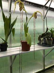 Phragmipedium Stairway to Heaven